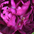 Porpora - Rose Galliche - Ombrée Parfaite